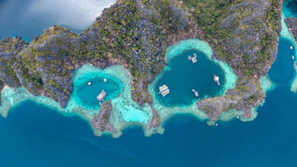 coral reef in the sea