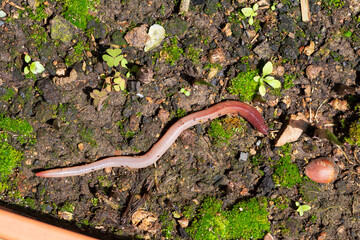 Useful Earthworm in the Nature 