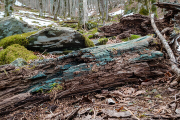 Blue-green stained wood in forest, stained by xylindein from Green Elf Cup fungus (Chlorociboria aeruginascens)