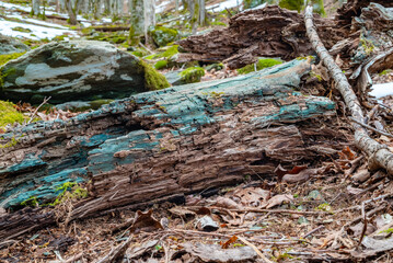 Blue-green stained wood in forest, stained by xylindein from Green Elf Cup fungus (Chlorociboria aeruginascens)