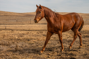 Fototapeta premium Chestnut Horse Walking in a Field