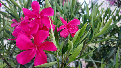 flower, pink, nature, flowers, plant, garden, spring, purple, blossom, beauty, bloom, summer, red, flora, leaf, rose, petal, closeup, plants, color, beautiful, floral, macro, petals, white