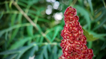 nature, flower, fruit, berry, red, plant, garden, food, summer, blackberry, flowers, berries, wild, black, macro, ripe, leaf, blossom, sweet, color, raspberry, bloom, strawberry, beauty, flora, sumak