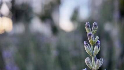 Lavender Field Beauty &mdash; Lavanta Tarlası G&uuml;zelliği