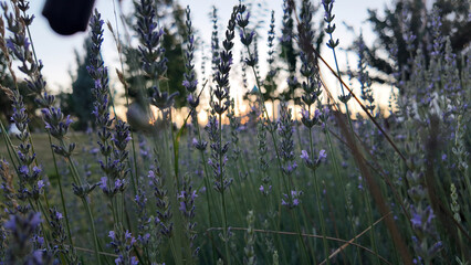 Lavender Field Beauty &mdash; Lavanta Tarlası G&uuml;zelliği