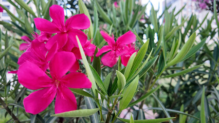 flower, pink, nature, flowers, garden, plant, spring, blossom, purple, bloom, summer, flora, beauty, red, floral, leaf, beautiful, tulip, white, petal, plants, season, color, colorful, bright