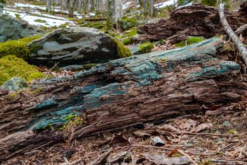 Blue-green stained wood in forest, stained by xylindein from Green Elf Cup fungus (Chlorociboria aeruginascens)