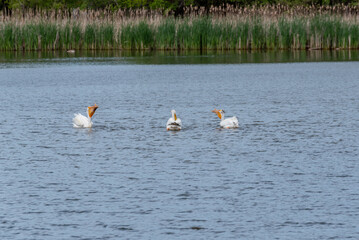A Group Of American White Pelicans Fishing On A Local Pond In Wisconsin In SPring