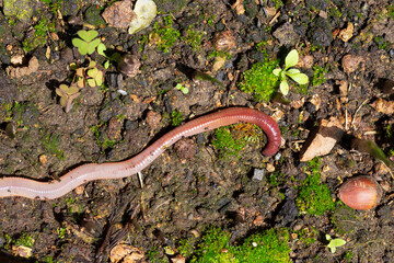 Useful Earthworm in the Nature 