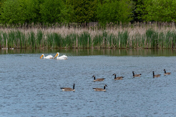 A Group Of American White Pelicans And Canada Geese Feeding On The Local Pond In Wisconsin In Spring
