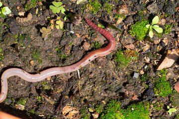 Useful Earthworm in the Nature 