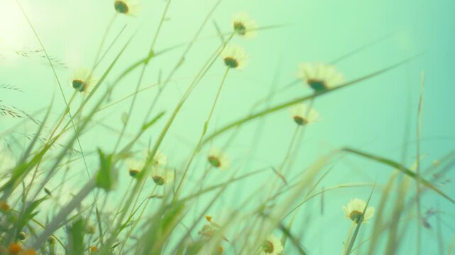 Dreamy, soft focus shot of wild daisies swaying gently in the breeze. The vibrant flowers and a beautiful, blurred background create a serene, vintage, and nostalgic feel.