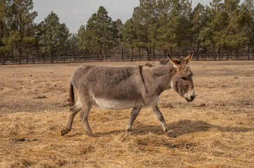 Donkey walking on dry farm field