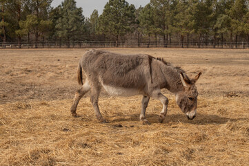 Donkey grazing in dry pasture