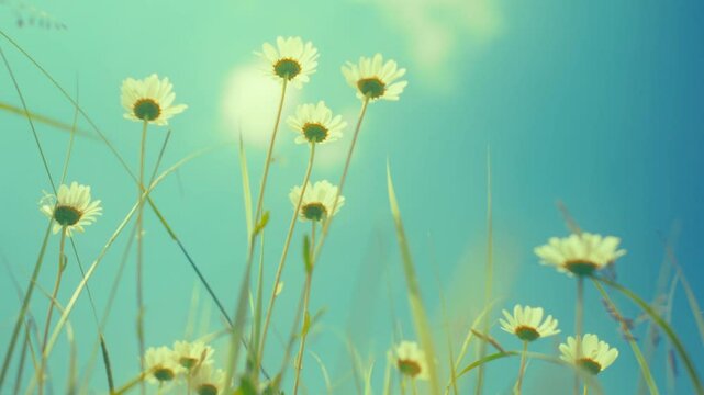 Dreamy, soft focus shot of wild daisies swaying gently in the breeze. The vibrant flowers and a beautiful, blurred background create a serene, vintage, and nostalgic feel.