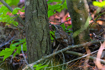 Young Brown trasher (Toxostoma rufum) after leaving the nest