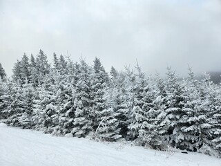 snow covered trees