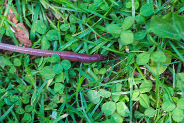 Useful Earthworm in the Nature 