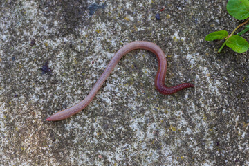 Useful Earthworm in the Nature 