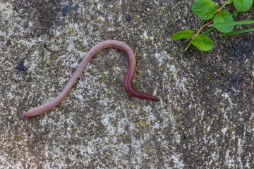 Useful Earthworm in the Nature 