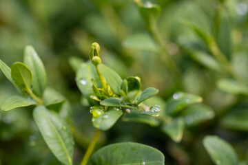 A plant from a home garden. Poland.