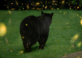 Smoky Mountain Black Bear with Lightning Bugs