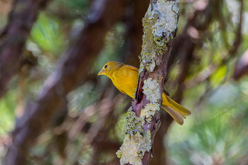 The summer tanager (Piranga rubra),  is a medium-sized American songbird
