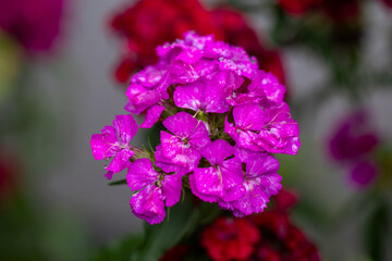 A plant from a home garden. Poland.