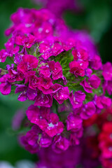 A plant from a home garden. Poland.