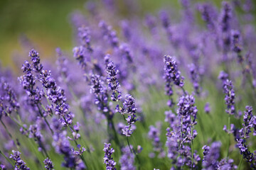 Blooming lavender bushes on Governors Island in New York.