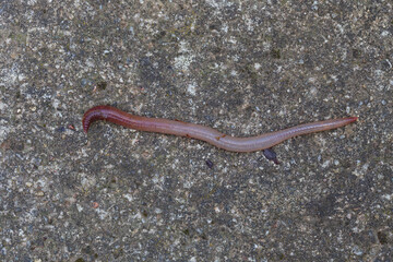 Useful Earthworm in the Nature 