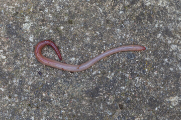 Useful Earthworm in the Nature 
