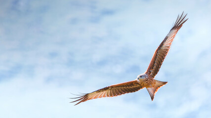 Milan royal (Milvus milvus)