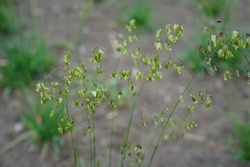 beautiful medium quaking grass (briza media)