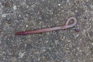 Useful Earthworm in the Nature 