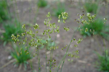 beautiful medium quaking grass (briza media)