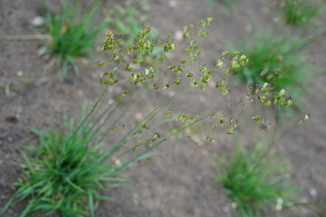 beautiful medium quaking grass (briza media)