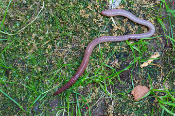 Useful Earthworm in the Nature 