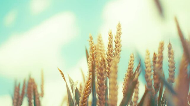 A golden wheat field bathed in warm, glowing sunlight. The shallow depth of field keeps the focus on a prominent ear of wheat, while the blurry background emphasizes the rich, abundant harvest.