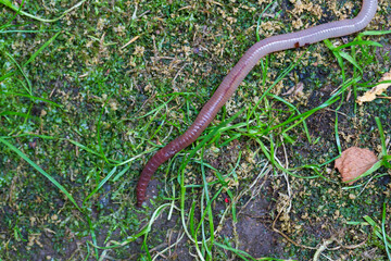 Useful Earthworm in the Nature 