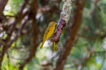 Bright red Summer Tanager (Piranga rubra) perched on a tree branch, showcasing vivid plumage against a lush green background in a sunny forest.