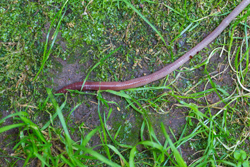 Useful Earthworm in the Nature 