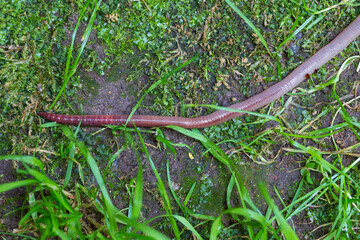 Useful Earthworm in the Nature 