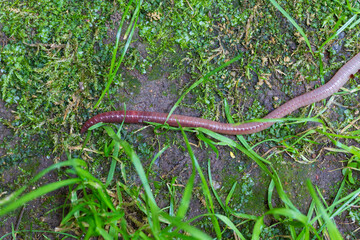 Useful Earthworm in the Nature 