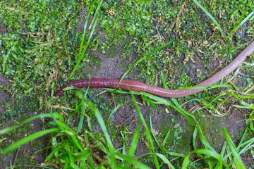Useful Earthworm in the Nature 