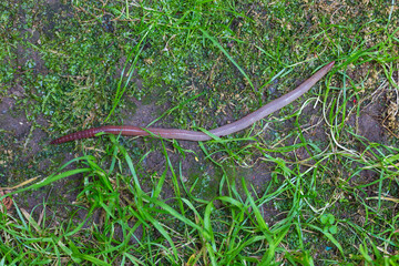 Useful Earthworm in the Nature 