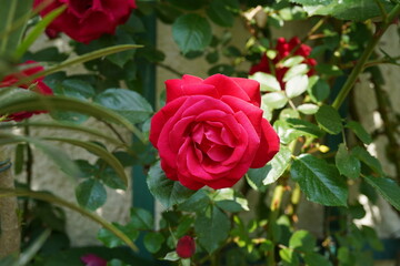 close-up image of natural red rose