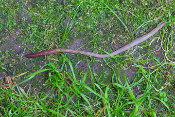 Useful Earthworm in the Nature 