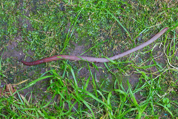 Useful Earthworm in the Nature 