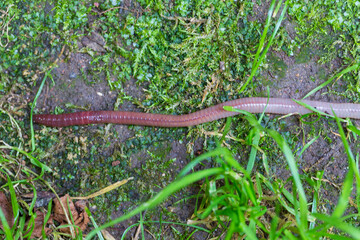 Useful Earthworm in the Nature 